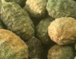 野西瓜泡酒的作用与功效