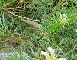 骆驼蓬子的功效与作用（骆驼蓬子的功效与作用二型糖尿病人能吃骆驼蓬子吗）