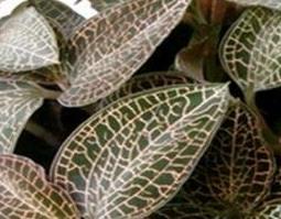 金线莲的功效与作用及禁忌（金线莲的功效与作用及禁忌症）