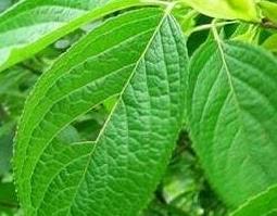 中药杜仲叶的作用及食用方法 杜仲叶的功效和作用及食用方法