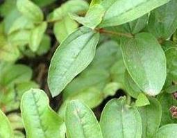 马桑根的功效与作用（马桑根的功效与作用是什么）