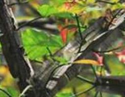 鬼箭羽的功效与作用（草药鬼箭羽的功效与作用）