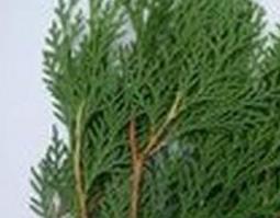 真柏树叶的药用价值（柏树叶有药用价值吗）