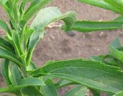 甜叶菊的功效与作用 甜叶菊的功效与作用及食用方法