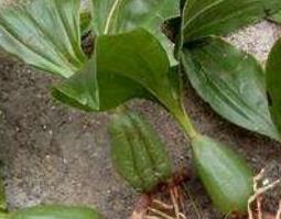 石仙桃怎么吃 石仙桃的食用方法