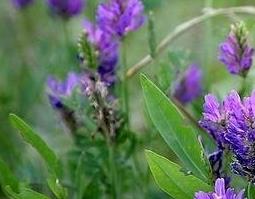 黄芪叶子和花的功效与作用 黄芪叶子和花的功效与作用图片