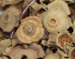 柿蒂的功效与作用 柿蒂的功效与作用禁忌