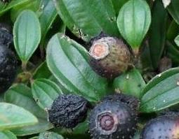 地菍果可以吃吗（地菍果能生吃吗）