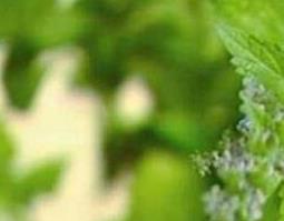 冬凌草的功效与作用及禁忌 冬凌草的功效与作用及禁忌是什么