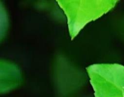 三加皮的功效与作用(三加皮的功效与作用的功能与主治)