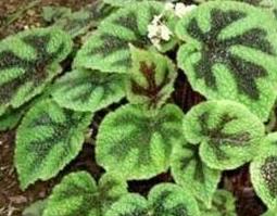 列叶秋海棠的功效与作用（秋海棠药用功效）