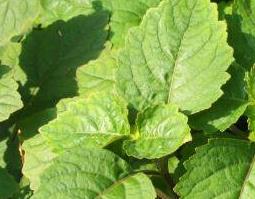 藿香的功效与作用及药用价值 藿香的功效与作用及药用价值及禁忌