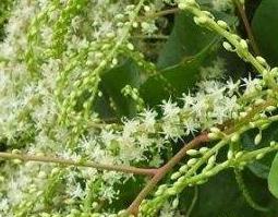 藤三七的功效与作用（藤三七的功效与作用点）