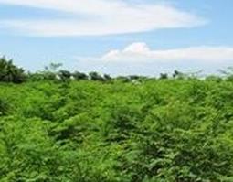 八木树的药用价值与功效作用（八树有什么功效）