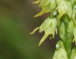 角盘兰的药用价值与功效 中药角盘兰