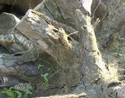 樟树根的功效与作用（香薷的功效与作用）