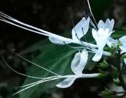 猫须草的功效与作用及药用价值（猫须草的功效与作用猫须草的副作用）