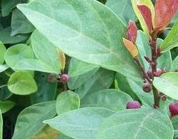 月风藤的功效与作用（月风藤的功效与作用是什么）