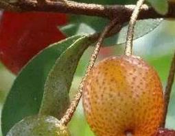 羊奶果根的功效与作用 羊奶果根的功效与作用是什么