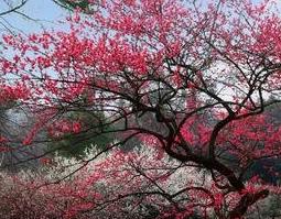 苦梅根的功效与作用及药用价值 苦梅根的功效与作用及药用价值及禁忌