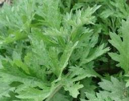 艾草驱蚊吗 艾草驱蚊吗多长时间管用