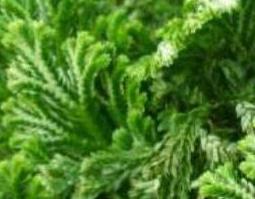 岩柏草的功效与作用 岩柏草的功效与作用及禁忌