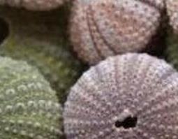 海胆壳的功效与作用 海胆壳的功效与作用图片