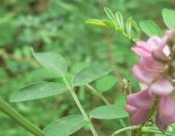 马棘花的药用价值与功效