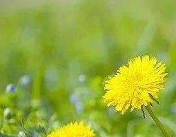 苦兰菊的功效与作用及药用价值（苦兰菊的功效与作用及药用价值）