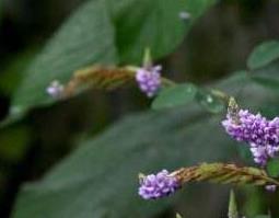 山花生的功效与作用及药用价值 山花生的功效与作用及药用价值禁忌