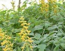 岩黄连的功效与作用 岩黄连的功效与作用,岩黄连的副作用