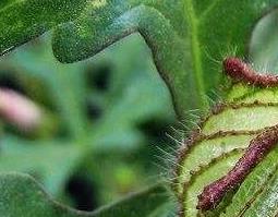 中药野西瓜的功效和作用 中药材野西瓜的功效