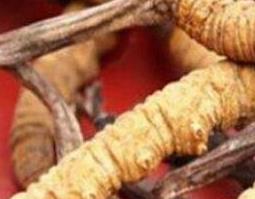 什么是黄金虫草（黄金虫草花）