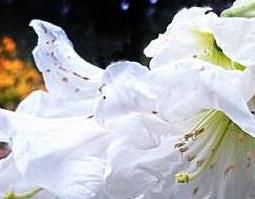 白花杜鹃根的功效与作用及药用价值 杜鹃花根有什么药用价值