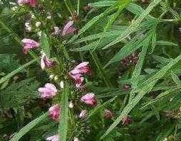 茺蔚子和益母草的区别 茺蔚子功效与哪种中药相似