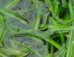 西藏苦草的功效与作用（西藏苦草的功效与作用是什么）