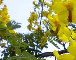 牛网刺的功效与作用（牛网刺的功效与作用及用量）