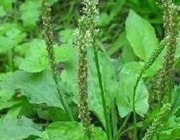 车前草的药用价值与副作用（车前草有什么药效作用）