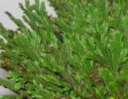 九死还魂草的功效与药用价值（9死还魂草的功效有几种）