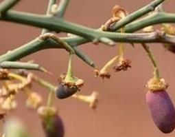 青刺尖的功效与作用 青刺果尖的功效和作用