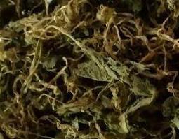 青天葵的功效与作用及药用价值（青天葵的功效与作用及药用价值图片）