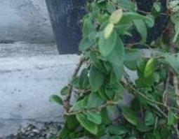 风根藤的功效与作用 风根藤的功效与作用及禁忌