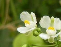 倒地铃的功效和作用(倒地铃的功效与作用)