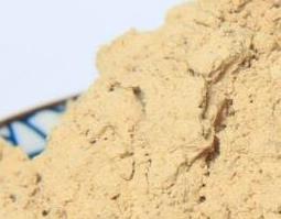 三七粉的功效与作用 三七粉的功效与作用有哪些