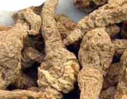 地黄的功效与作用及药用价值（地黄的功效与作用及药用价值图片）