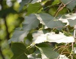 枫树果的药用价值与功效作用 枫树果的药用价值与功效作用是什么