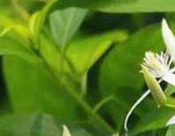 田甘草的功效与作用（田甘草的功效与作用）