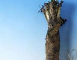 菊苣根的功效和作用及食用方法（菊苣根的功效和作用及食用方法图片）