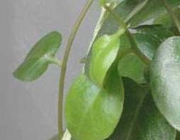 藤三七花的功效与作用 藤三七花的功效和作用