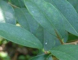 勒柞的功效与作用 柞树功效与作用